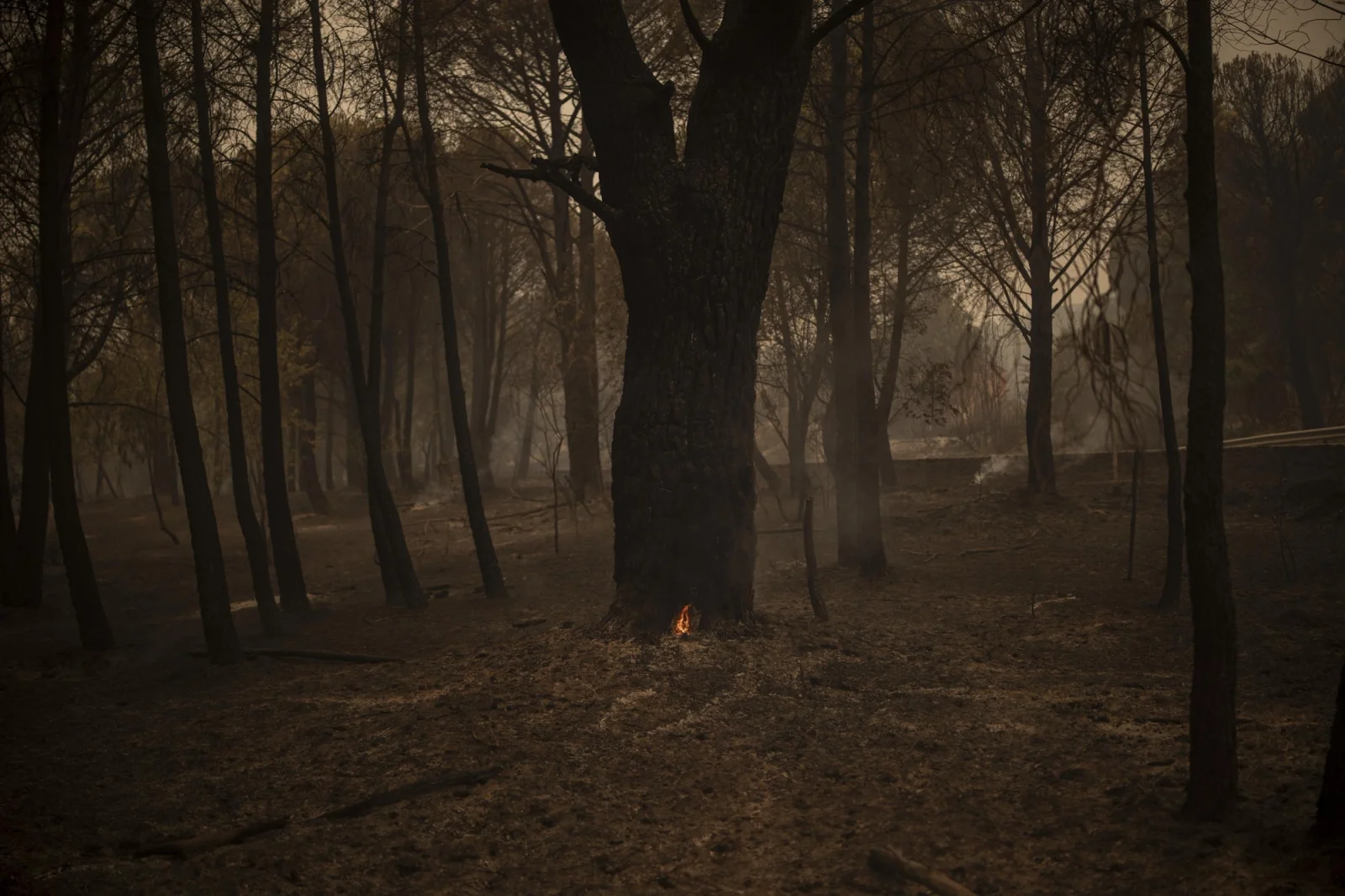 A single burning tree surrounded by a completely scorched