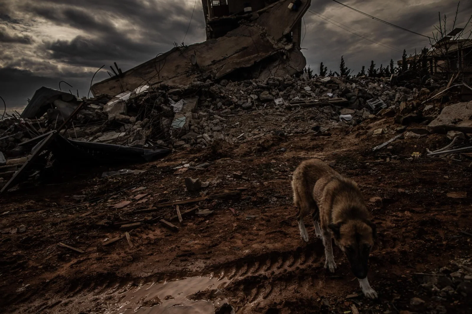 Un perro entre los escombros de una vivienda en Baalbek tras un bombardeo israelí que acabó con la vida de toda la familia que residía en ella, mientras celebraban el iftar Líbano