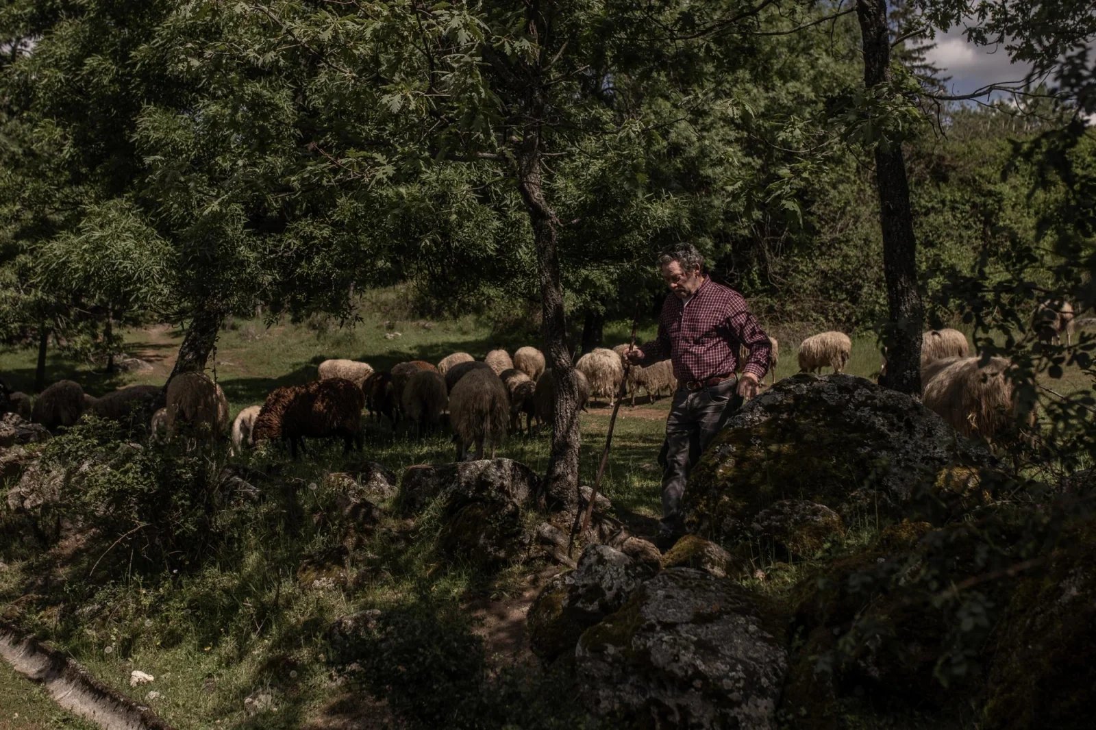 A local shepherd tending to his flock near the