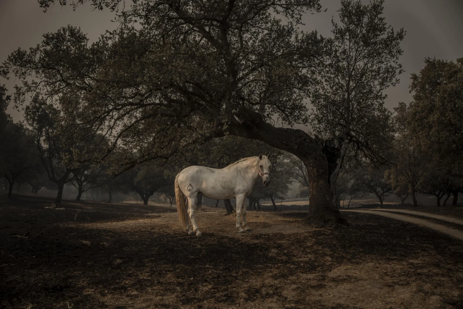 A horse that spent the night protecting itself from the