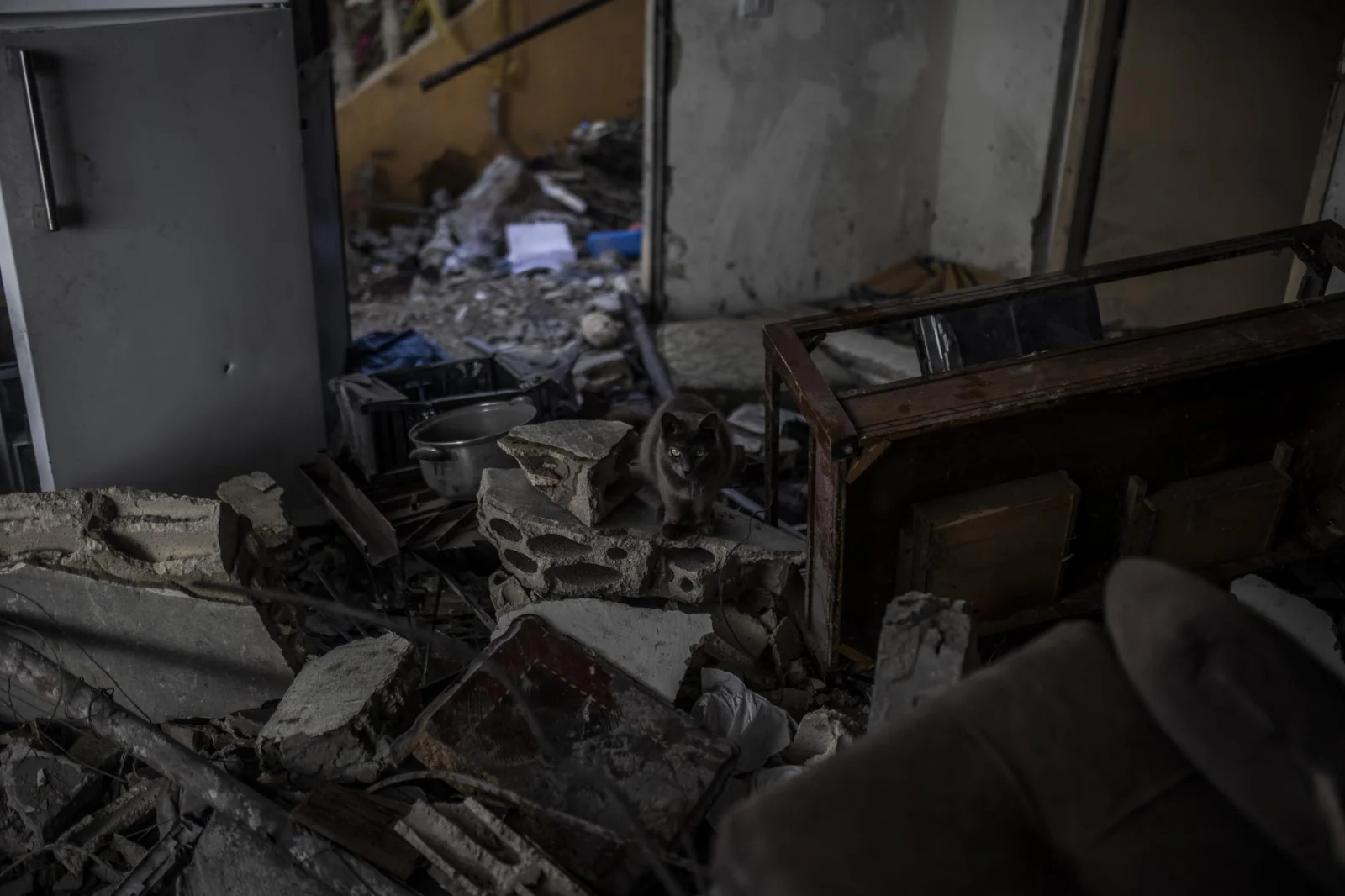 In the center: A cat is seen loitering around the rubble