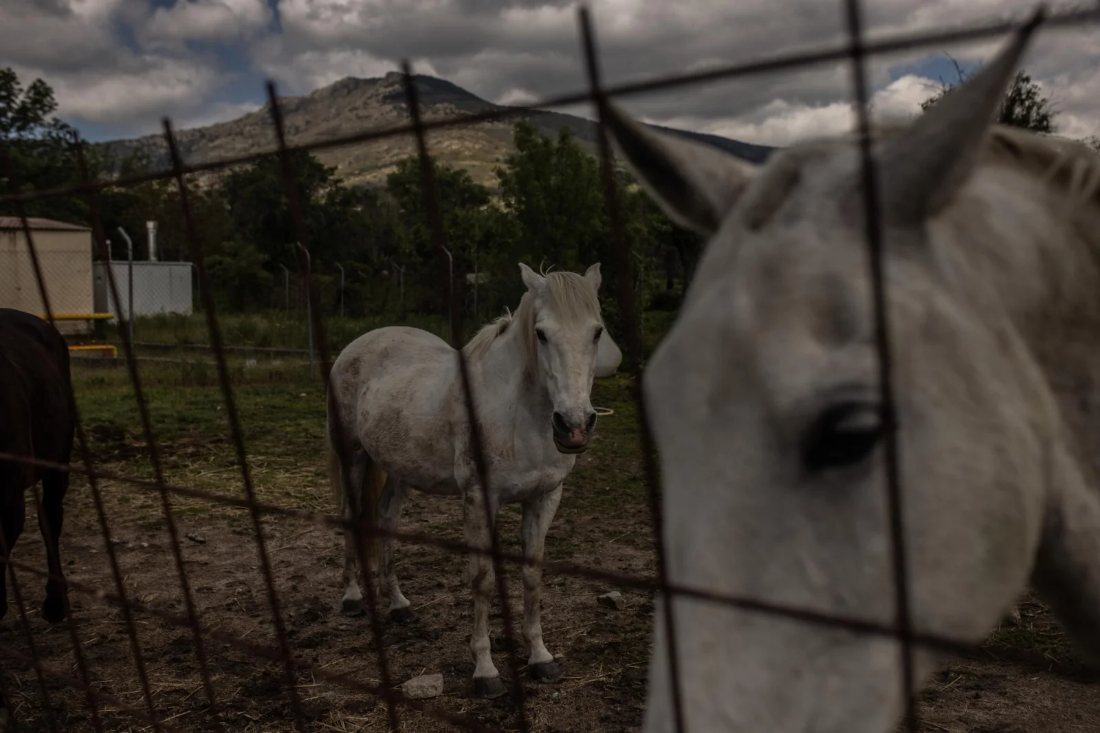 Horses behind a fence in the village of Los Molinos: The