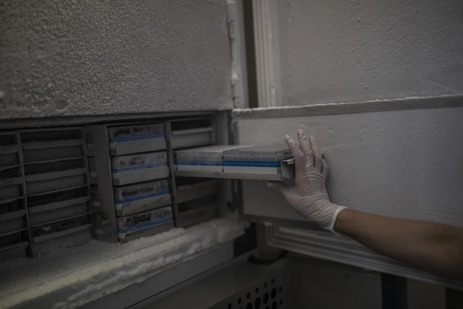 Una trabajadora del departamento de microbiología almacena las muestras del COVID-19 guardadas a menos 80 grados centígrados